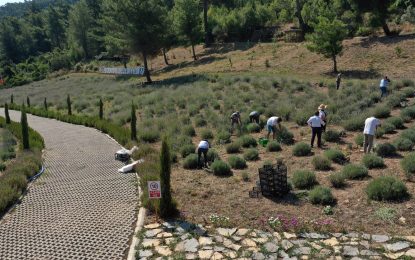 BODRUM’DA LAVANTA HASADI BAŞLADI