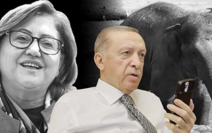 Fatma Şahin’den Erdoğan’a dişi fil siparişi: Fatma bu saatte nereden bulayım dişi fili