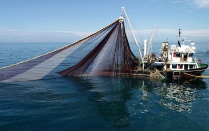 Fırtına ve av yasağı fiyatları arttırmıştı! Karadeniz’de hamsi bolluğu: Hamsi fiyatları çakıldı